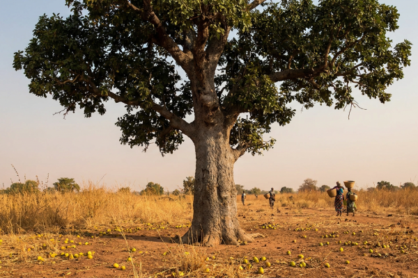 Shea Butter Tree: Where the Karite Nut Comes From and Why It Matters