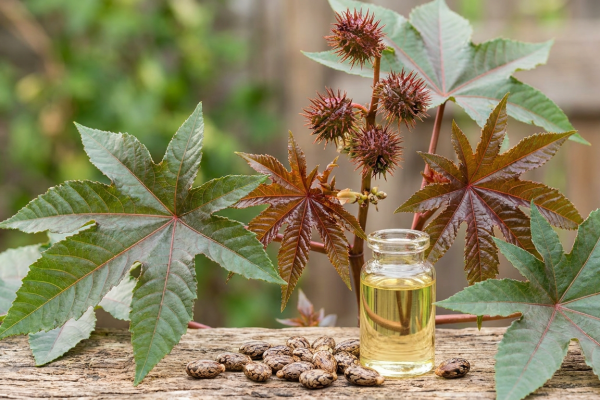Castor Oil Plant: From Ricinus Seed to the Oil in Your Bottle